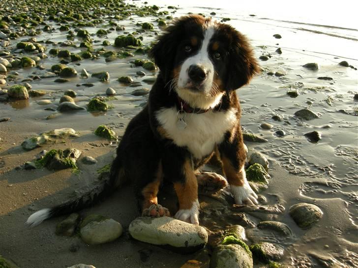 Berner sennenhund Bernerhøjens Hirse of Hon - En dejlig aften ved fjorden billede 10