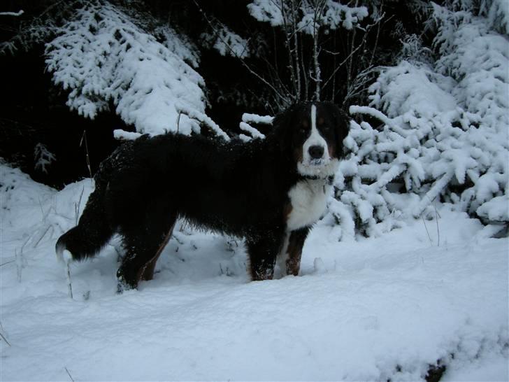 Berner sennenhund Bernerhøjens Hirse of Hon - 7 mdr. Se mit fine isskæg billede 11
