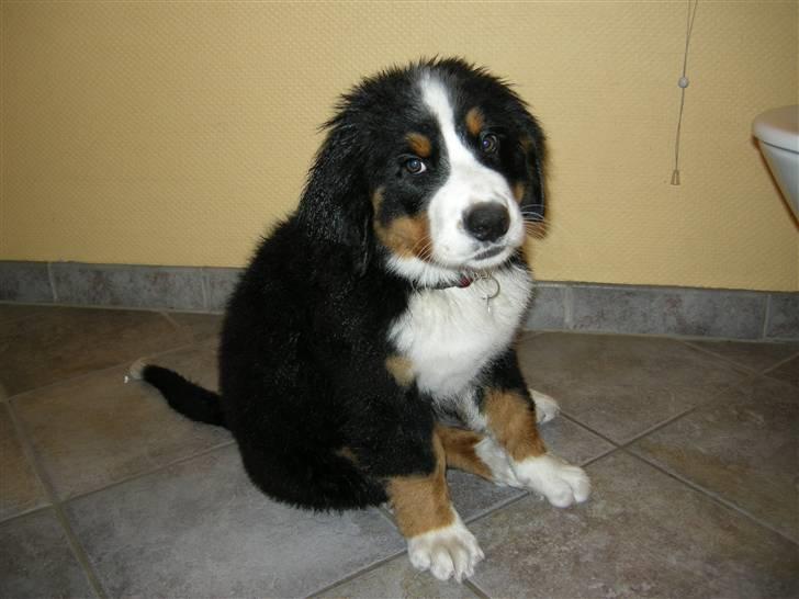 Berner sennenhund Bernerhøjens Hirse of Hon billede 12