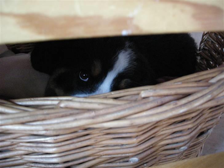 Berner sennenhund Bernerhøjens Hirse of Hon - Mon hun kan se mig? Jeg skal i hvertfald ikke i bad mere i dag billede 13