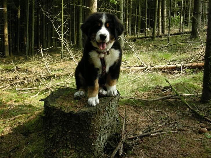 Berner sennenhund Bernerhøjens Hirse of Hon - Nå sådan ser en skov ud billede 14