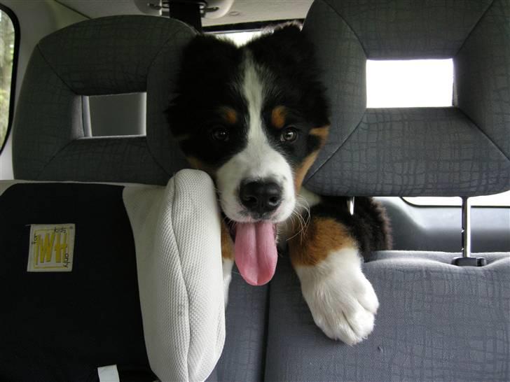 Berner sennenhund Bernerhøjens Hirse of Hon - Mor siger jeg ser dum ud, hvorfor det ? billede 15