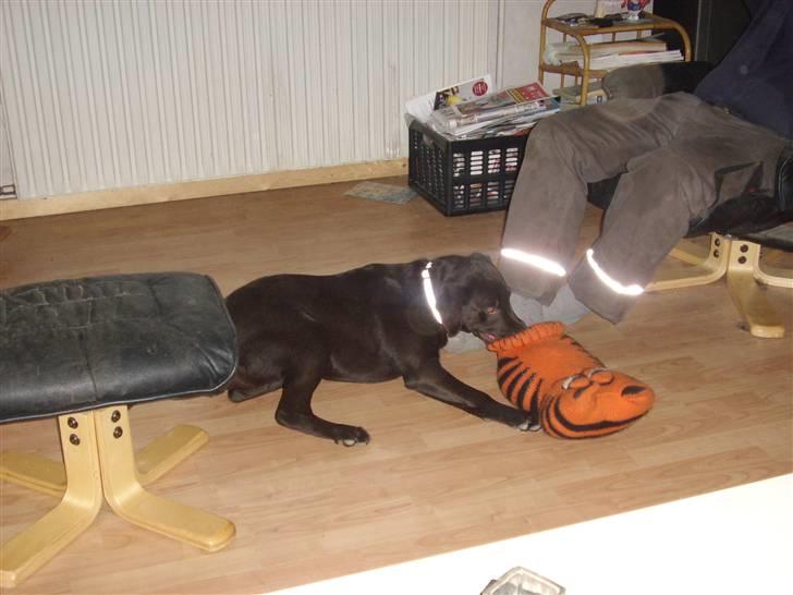 Labrador retriever mille billede 2