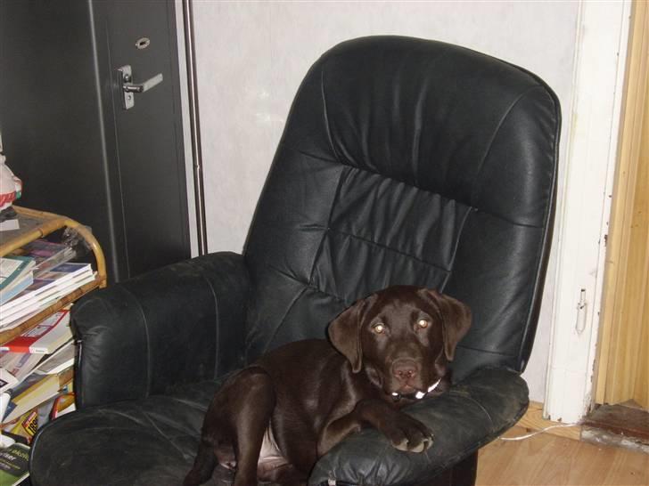 Labrador retriever mille billede 3