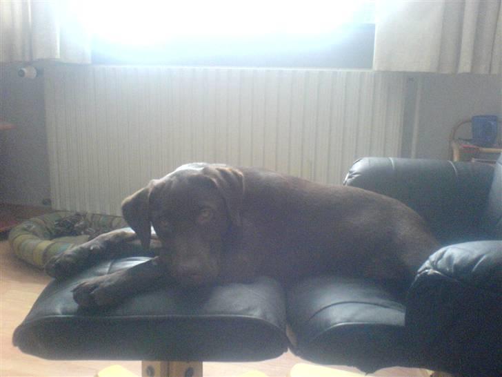 Labrador retriever mille billede 4