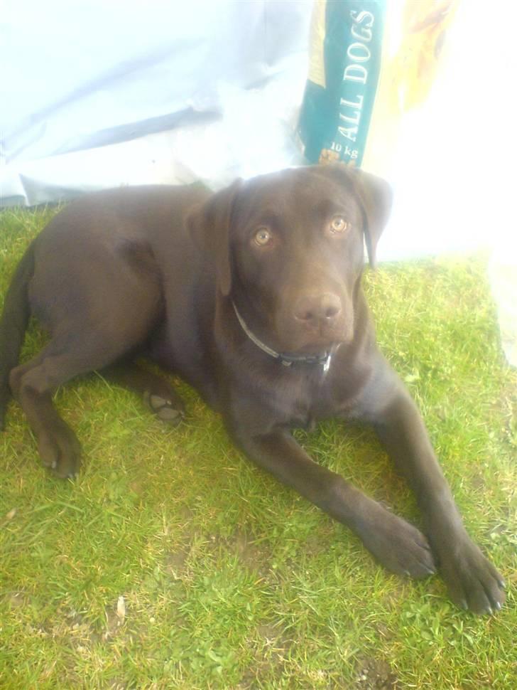 Labrador retriever mille billede 5