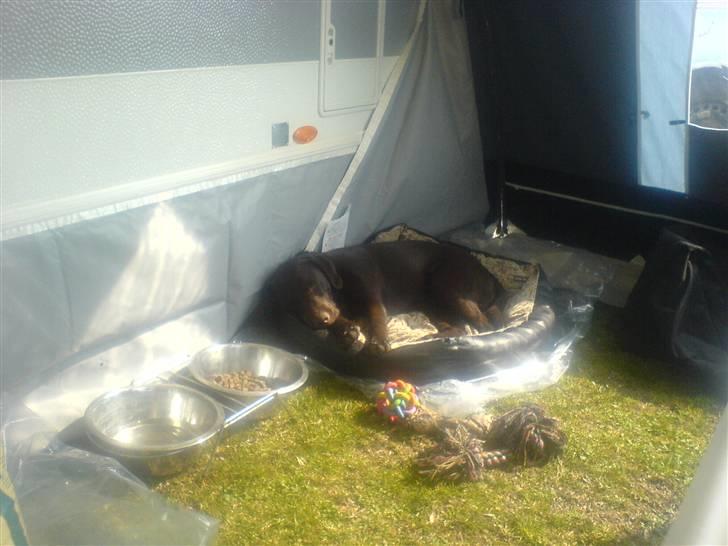 Labrador retriever mille billede 6