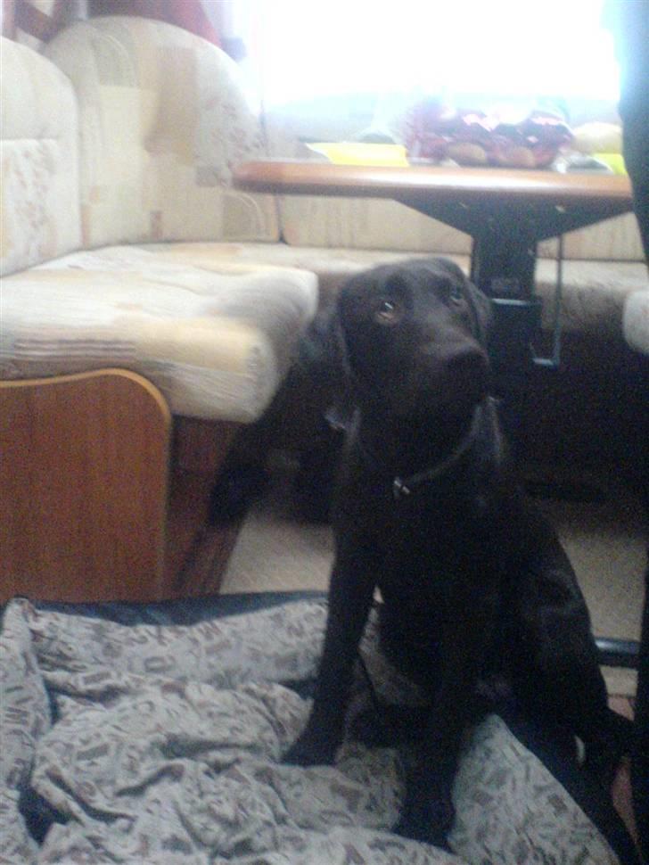 Labrador retriever mille billede 7