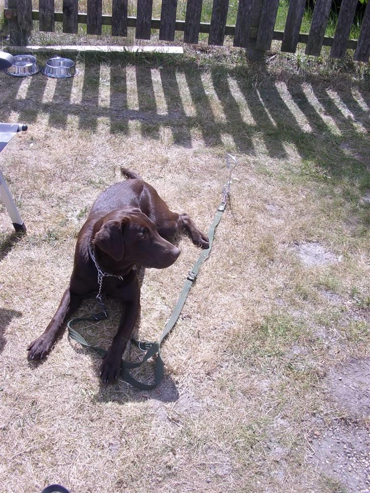 Labrador retriever mille billede 8