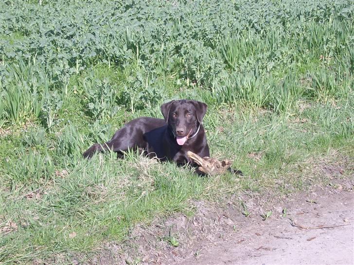 Labrador retriever mille billede 10