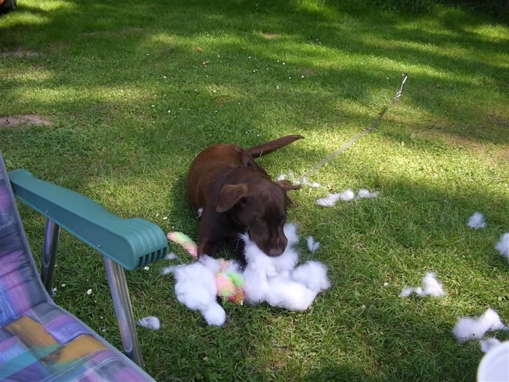 Labrador retriever mille billede 11