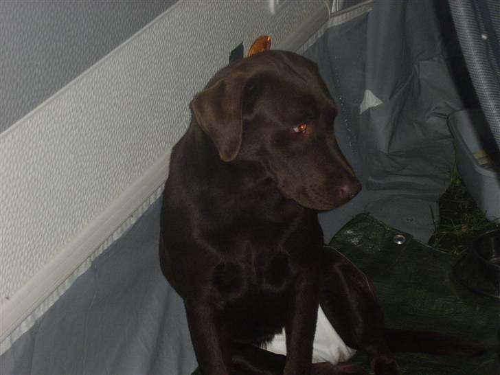 Labrador retriever mille billede 12