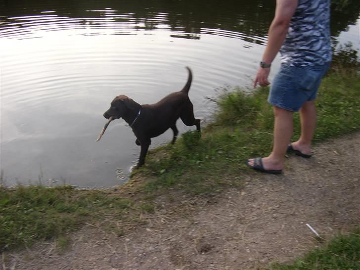 Labrador retriever mille billede 13