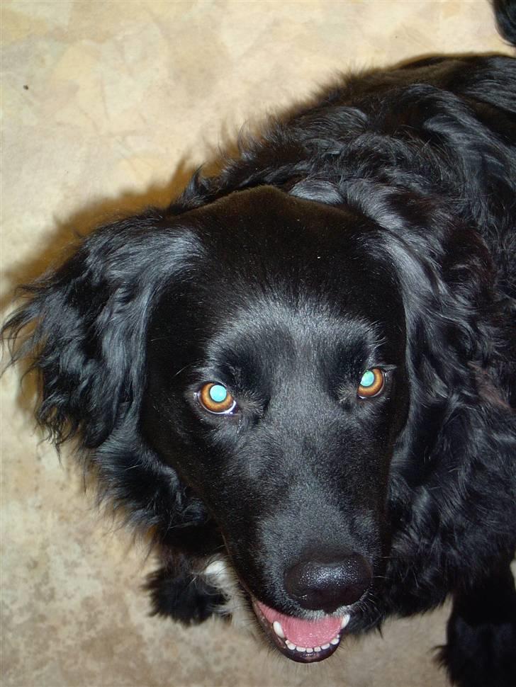 Blanding af racer Freud - ASK-Foto billede 10