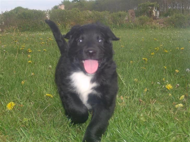 Blanding af racer Freud - Hvalp :) billede 11