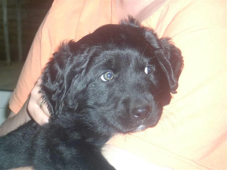 Blanding af racer Freud - Sove i mors arme som hvalp :) billede 12