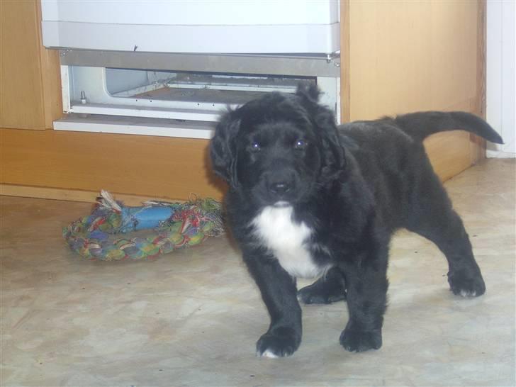 Blanding af racer Freud - Hvalp, igen :) billede 13