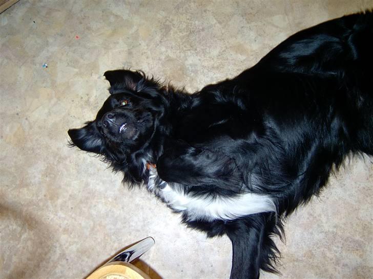 Blanding af racer Freud - Jeg vil gerne kløes på maven.. billede 14