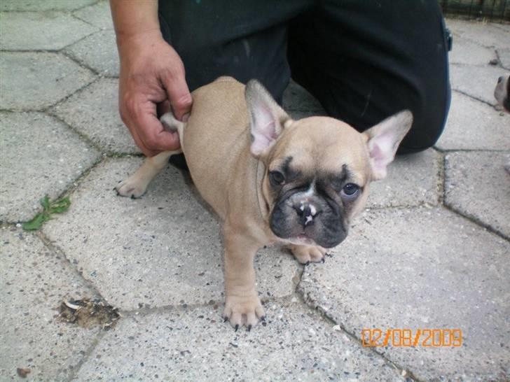 Fransk bulldog Zarko billede 1