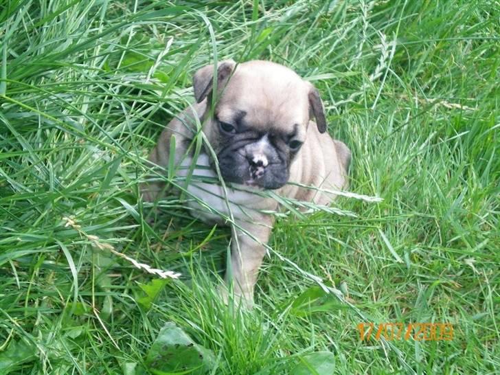 Fransk bulldog Zarko billede 3