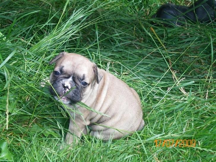 Fransk bulldog Zarko billede 4