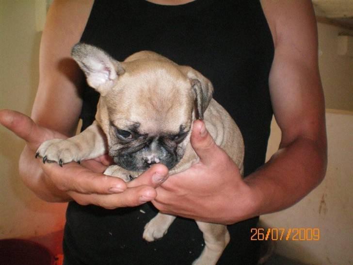 Fransk bulldog Zarko billede 5