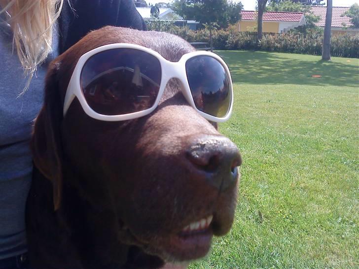 Labrador retriever Luna (Vita) - Smarte Luna med solbriller på ;) billede 13