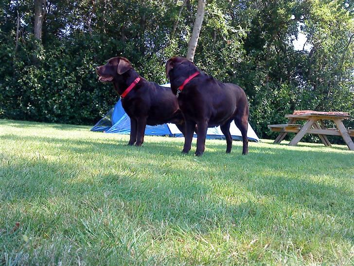 Labrador retriever Luna (Vita) - Laika og Luna :D billede 14