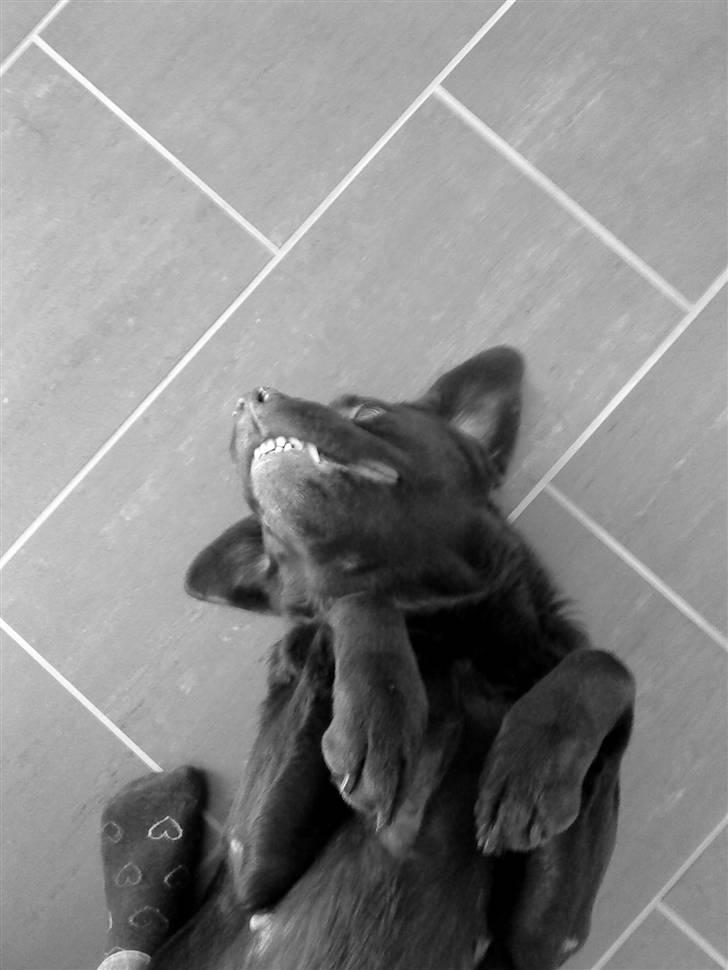 Labrador retriever Luna (Vita) - SMIL !!! billede 15
