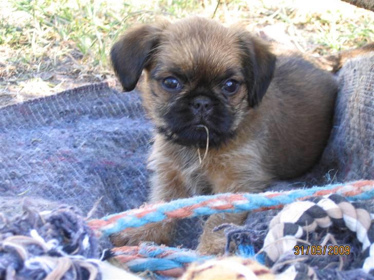 Griffon bruxellois Hulebo's Bella billede 1