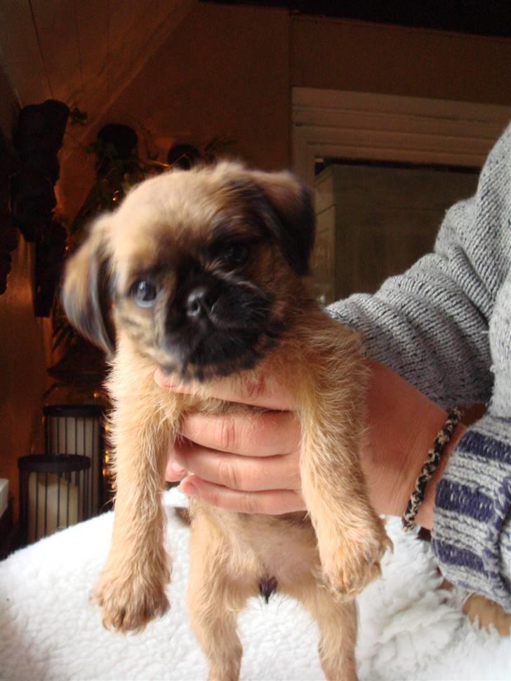 Griffon bruxellois Hulebo's Bella - Smiler til fotografen... billede 2
