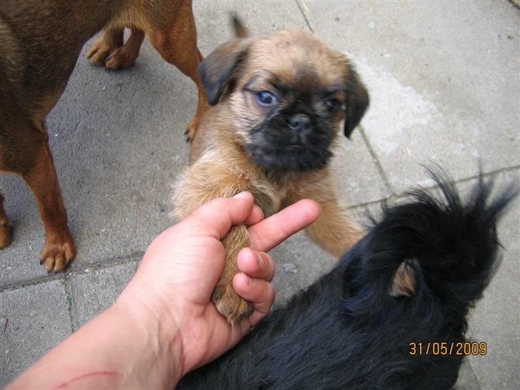 Griffon bruxellois Hulebo's Bella - SSE mig nu!!! billede 3