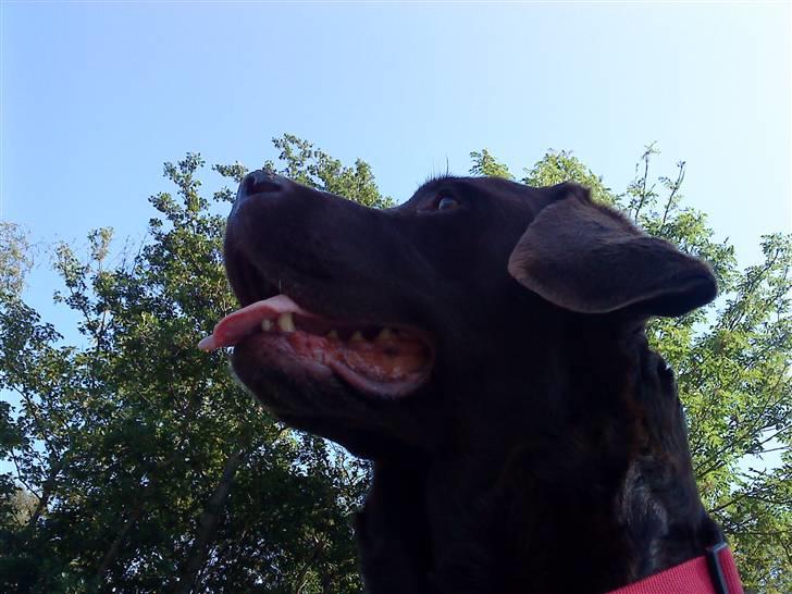 Labrador retriever Luna (Vita) - Luna<3 billede 16