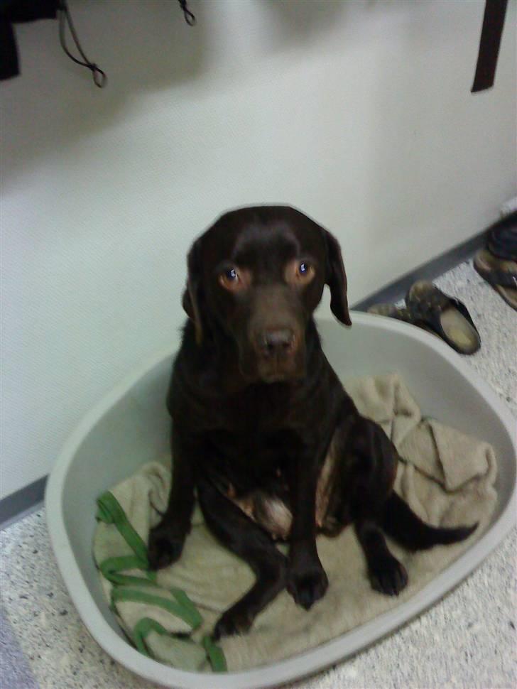 Labrador retriever Luna (Vita) - Luna er vist flov over noget :) billede 17