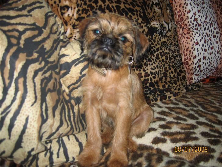 Griffon bruxellois Hulebo's Bella - Er lidt træt nu.. billede 4