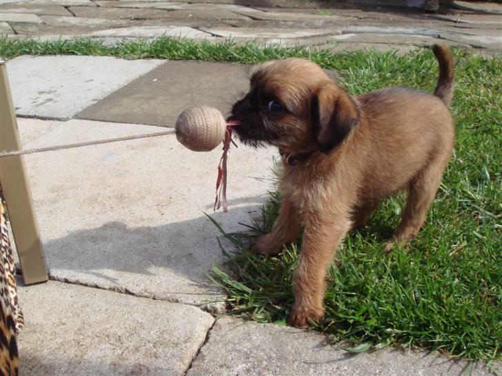 Griffon bruxellois Hulebo's Bella - Hiv OO høj.. billede 5