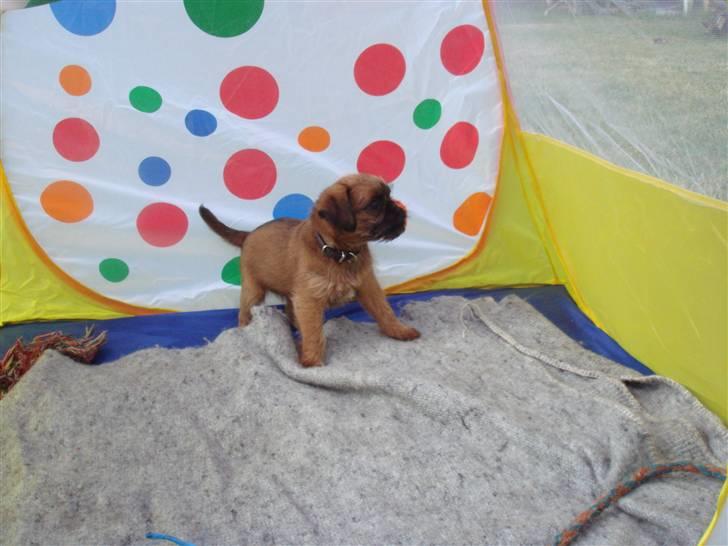 Griffon bruxellois Hulebo's Bella - Vi har vores helt eget tælt.. billede 6