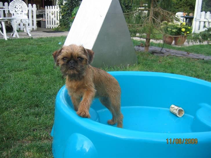 Griffon bruxellois Hulebo's Bella - Kan man snart få vand i poolen? billede 7