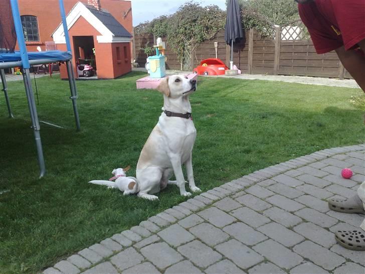 Blanding af racer Nala - sidder så pænt billede 13