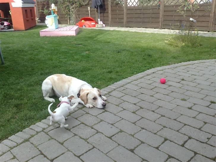 Blanding af racer Nala - skal nok være sød billede 14