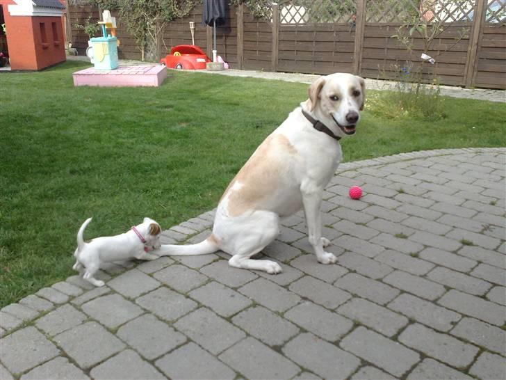 Blanding af racer Nala - hov det er min hale billede 15