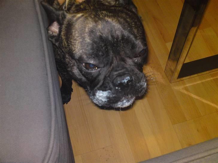 Fransk bulldog cayenne - namenam lækkert med a38 og dåsemad billede 4