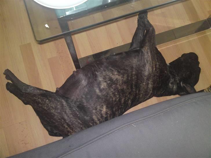 Fransk bulldog cayenne - 1 stk strandet blåhval billede 5