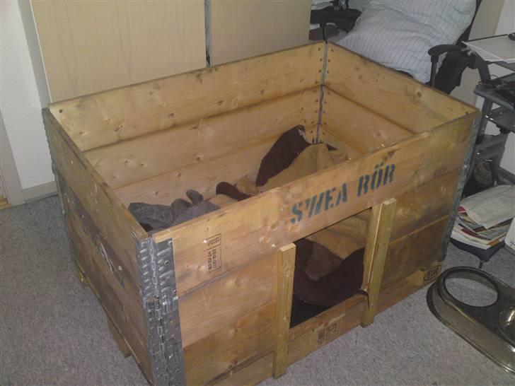 Fransk bulldog cayenne - sikke da en fin føde kasse hva? billede 6