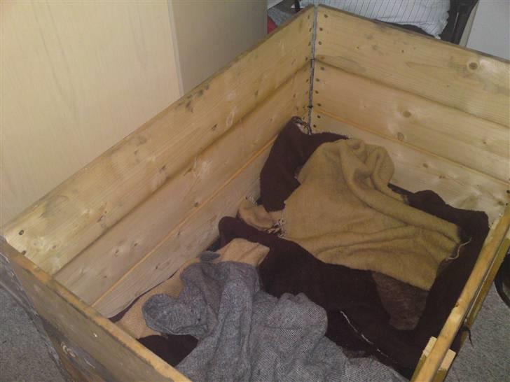 Fransk bulldog cayenne - sikke da en fin fødekasse hva? billede 7