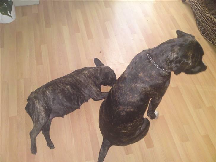 Fransk bulldog cayenne - grisen og lillebror gismo billede 8
