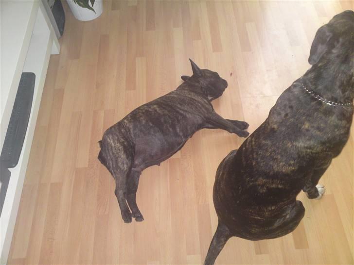 Fransk bulldog cayenne billede 9