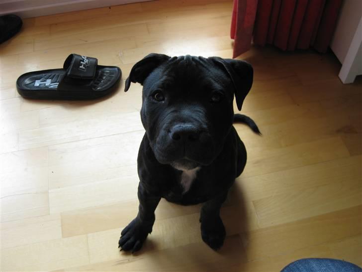 Staffordshire bull terrier Woodoostaff Dusty billede 7