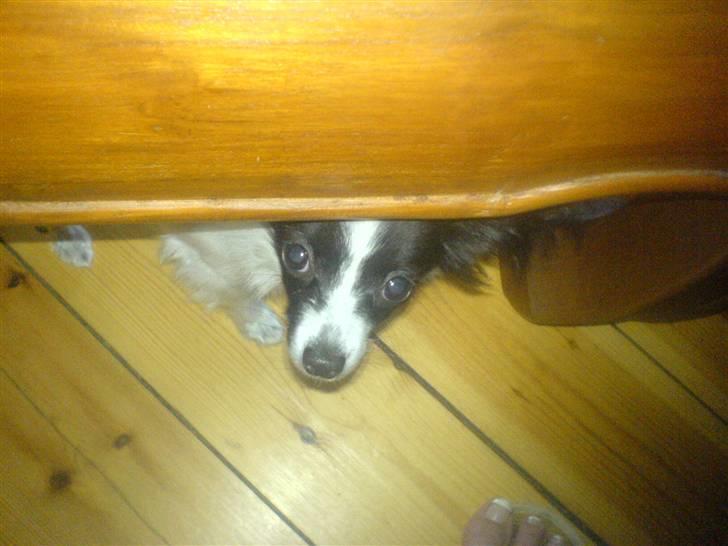 Papillon Silke <3 - Hey, har du noget til mig? Pleeeease :´) billede 20