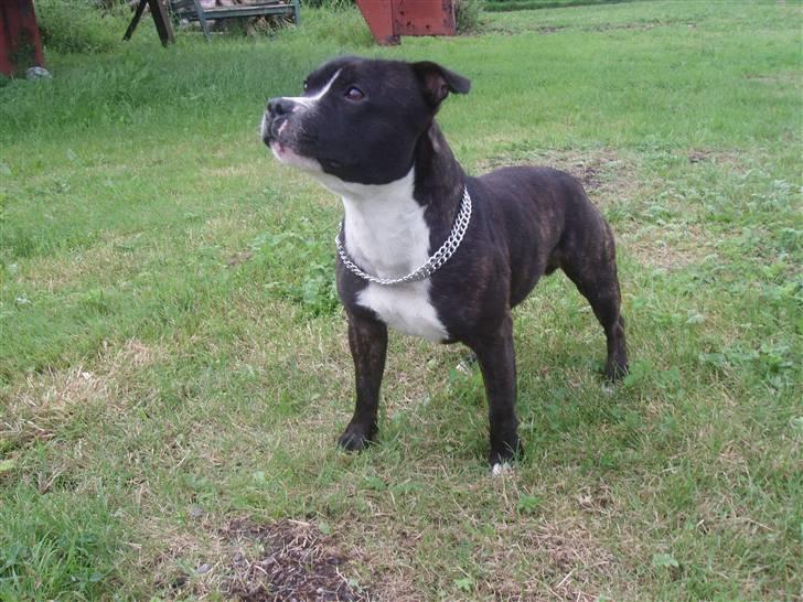 Staffordshire bull terrier Fancystaff Cody billede 10